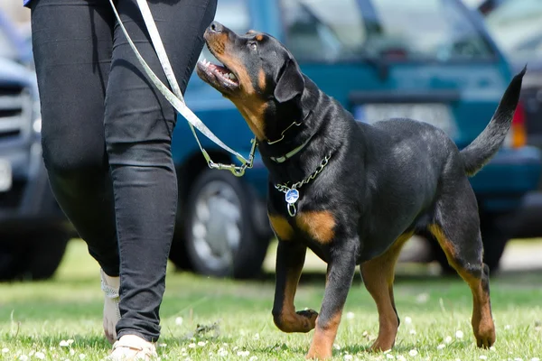 Corso gratuito di addestramento del cane